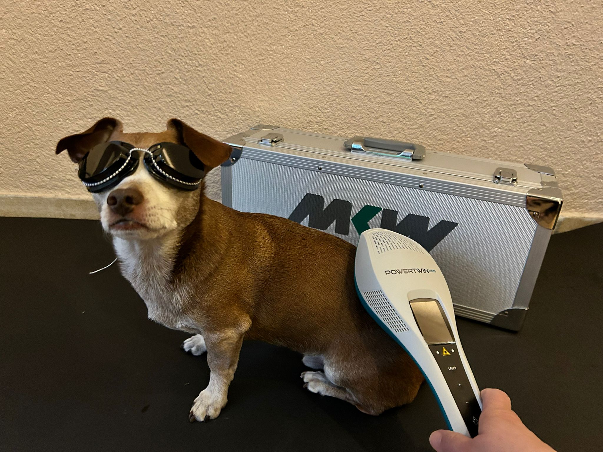 Low Level Laser Therapie bei einem Hund