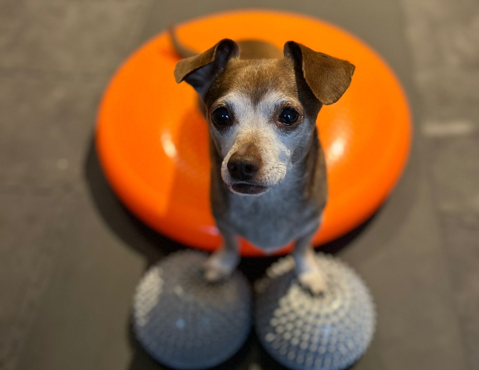 Physiotherapie bei einem Hund